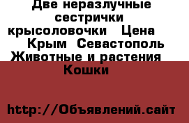 Две неразлучные сестрички- крысоловочки › Цена ­ 1 - Крым, Севастополь Животные и растения » Кошки   